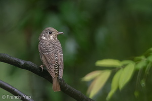 White-throated Rock Thrush-110311-100EOS1D-FYAP8853-W.jpg (3556 visits) White-throated Rock Thrush at Bukit Timah summit White-throated Rock Thrush-110311-100EOS1D-FYAP8853-W.jpg