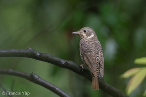 White-throated Rock Thrush-110311-100EOS1D-FYAP8886-W.jpg (3703 visits) White-throated Rock Thrush at Bukit Timah summit White-throated Rock Thrush-110311-100EOS1D-FYAP8886-W.jpg