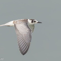 White-winged_Tern-131102-111EOS1D-FY1X3101-W.jpg