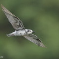 White-winged_Tern-141007-119EOS1D-FY1X0046-W.jpg
