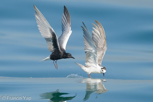 White-winged Tern-210425-108MSDCF-FRY06913-W.jpg