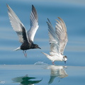 White-winged Tern-210425-108MSDCF-FRY06913-W.jpg
