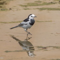 White_Wagtail-120121-107EOS1D-FYAP4586-W.jpg