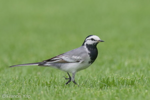 White Wagtail-210321-105MSDCF-FRY07829-W.jpg