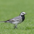 White_Wagtail-210321-105MSDCF-FRY07829-W.jpg