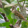 White's Thrush-231123-211MSDCF-FYP00612-W.jpg