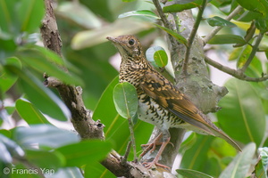 White's Thrush-231123-211MSDCF-FYP00681-W.jpg (2055 visits) White's Thrush at Singapore Botanic Gardens White's Thrush-231123-211MSDCF-FYP00681-W.jpg