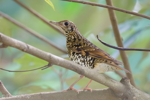 White's Thrush-231123-211MSDCF-FYP00834-W.jpg (2101 visits) White's Thrush at Singapore Botanic Gardens White's Thrush-231123-211MSDCF-FYP00834-W.jpg