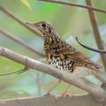 Whites_Thrush-231123-211MSDCF-FYP00834-W.jpg