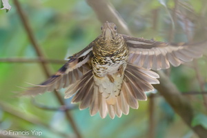 White's Thrush-231123-211MSDCF-FYP01007-W.jpg (2003 visits) White's Thrush at Singapore Botanic Gardens White's Thrush-231123-211MSDCF-FYP01007-W.jpg