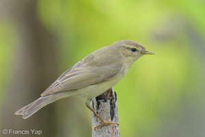 Willow Warbler-251202-139FRYAP-FYA06077-W.jpg