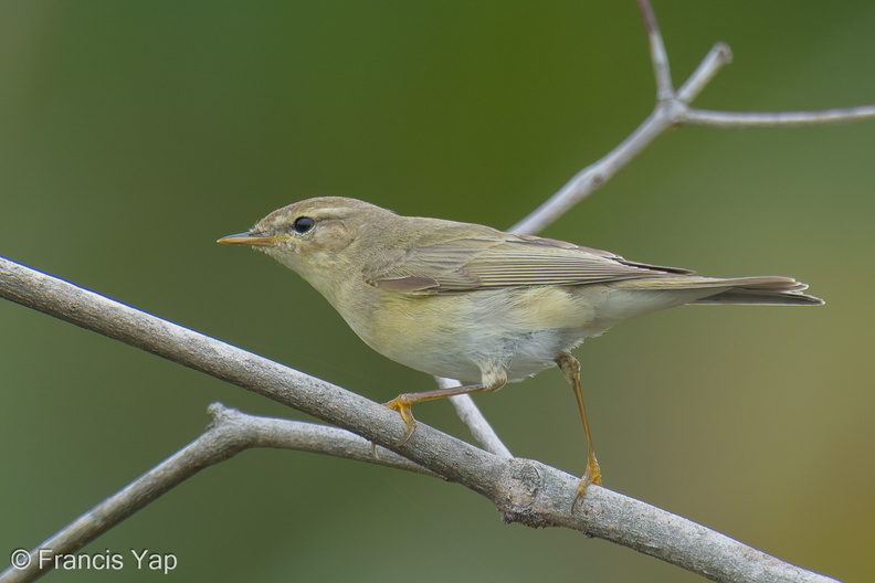 Willow_Warbler-251202-139FRYAP-FYA06558-W.jpg