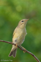 Willow Warbler-251204-140FRYAP-FYA01486-W.jpg