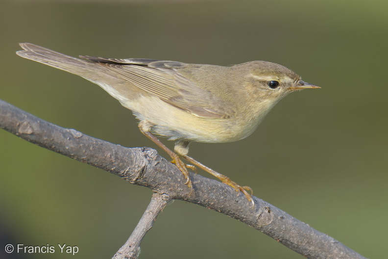 Willow_Warbler-251204-140FRYAP-FYA02242-W.jpg