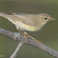 Willow Warbler-251204-140FRYAP-FYA02242-W.jpg