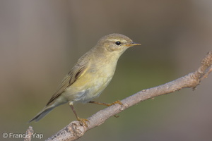 Willow Warbler-251204-140FRYAP-FYA03371-W.jpg