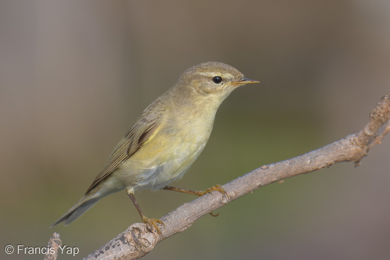 Willow_Warbler-251204-140FRYAP-FYA03371-W.jpg