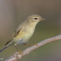 Willow Warbler-251204-140FRYAP-FYA03371-W.jpg