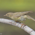 Willow Warbler-251204-140FRYAP-FYA09104-W.jpg
