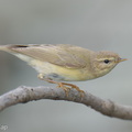 Willow Warbler-251204-140FRYAP-FYA09879-W.jpg
