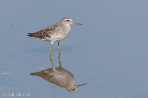 Wood Sandpiper-180825-110ND500-FYP_6646-W.jpg