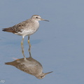 Wood Sandpiper-180825-110ND500-FYP_6646-W.jpg