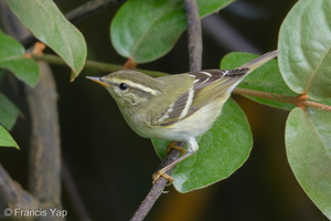 Yellow-browed Warbler-171230-107ND500-FYP_1474-W.jpg (3793 visits) Yellow-browed Warbler at Fort Siloso Yellow-browed Warbler-171230-107ND500-FYP_1474-W.jpg