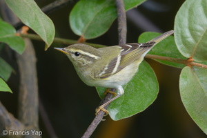 Yellow-browed Warbler-171230-107ND500-FYP_1475-W.jpg (3796 visits) Yellow-browed Warbler at Fort Siloso Yellow-browed Warbler-171230-107ND500-FYP_1475-W.jpg