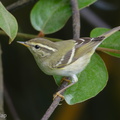 Yellow-browed Warbler-171230-107ND500-FYP_1475-W.jpg