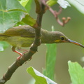 Yellow-eared_Spiderhunter-141120-100EOS7D-FY7D5339-W.jpg