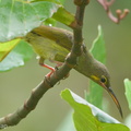 Yellow-eared_Spiderhunter-141120-100EOS7D-FY7D5352-W.jpg