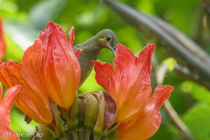 Yellow-eared Spiderhunter-241208-253MSDCF-FYP02361-W.jpg