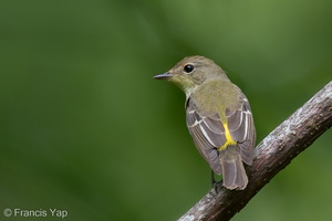 Yellow-rumped Flycatcher-111023-108EOS7D-IMG_7746-W.jpg (3726 visits) Yellow-rumped Flycatcher at Bidadari Yellow-rumped Flycatcher-111023-108EOS7D-IMG_7746-W.jpg