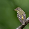 Yellow-rumped_Flycatcher-111023-108EOS7D-IMG_7746-W.jpg