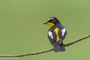 Yellow-rumped Flycatcher-121012-102EOS1D-FY1X5434-W.jpg (3607 visits) Yellow-rumped Flycatcher at Bidadari Yellow-rumped Flycatcher-121012-102EOS1D-FY1X5434-W.jpg