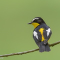 Yellow-rumped_Flycatcher-121012-102EOS1D-FY1X5434-W.jpg