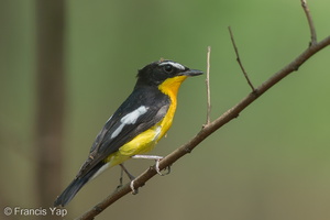 Yellow-rumped Flycatcher-160325-124EOS1D-FY1X2247-W.jpg (3627 visits) Yellow-rumped Flycatcher at Tuas South Yellow-rumped Flycatcher-160325-124EOS1D-FY1X2247-W.jpg