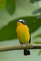 Yellow-rumped Flycatcher-210326-106MSDCF-FRY01335-W.jpg (3741 visits) Yellow-rumped Flycatcher at Rifle Range Link Yellow-rumped Flycatcher-210326-106MSDCF-FRY01335-W.jpg