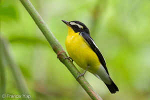 Yellow-rumped Flycatcher-260218-154FRYAP-FYA05658-W.jpg