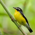 Yellow-rumped Flycatcher-260218-154FRYAP-FYA05658-W.jpg