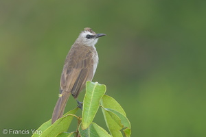 Yellow-vented Bulbul-170531-111EOS1D-F1X22654-W.jpg (3712 visits) Yellow-vented Bulbul at Jelutong Tower Yellow-vented Bulbul-170531-111EOS1D-F1X22654-W.jpg