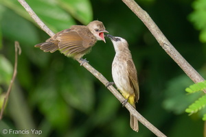Yellow-vented Bulbul-200502-115MSDCF-FYP09252-W.jpg (3679 visits) Yellow-vented Bulbul at Bukit Drive Yellow-vented Bulbul-200502-115MSDCF-FYP09252-W.jpg