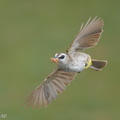 Yellow-vented_Bulbul-250622-112FRYAP-FYA03217-W.jpg