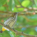 Yellow-vented_Flowerpecker-190112-115ND500-FYP_0015-W.jpg