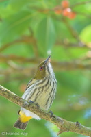 Yellow-vented Flowerpecker-190112-115ND500-FYP_0017-W.jpg