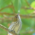 Yellow-vented_Flowerpecker-190112-115ND500-FYP_0017-W.jpg