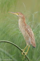 Yellow Bittern-120122-107EOS1D-FYAP5568-W.jpg