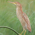 Yellow_Bittern-120122-107EOS1D-FYAP5568-W.jpg