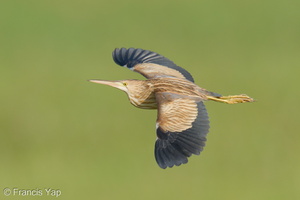 Yellow Bittern-211215-133MSDCF-FRY02442-W.jpg