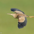 Yellow_Bittern-211215-133MSDCF-FRY02442-W.jpg